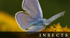 Insects gallery